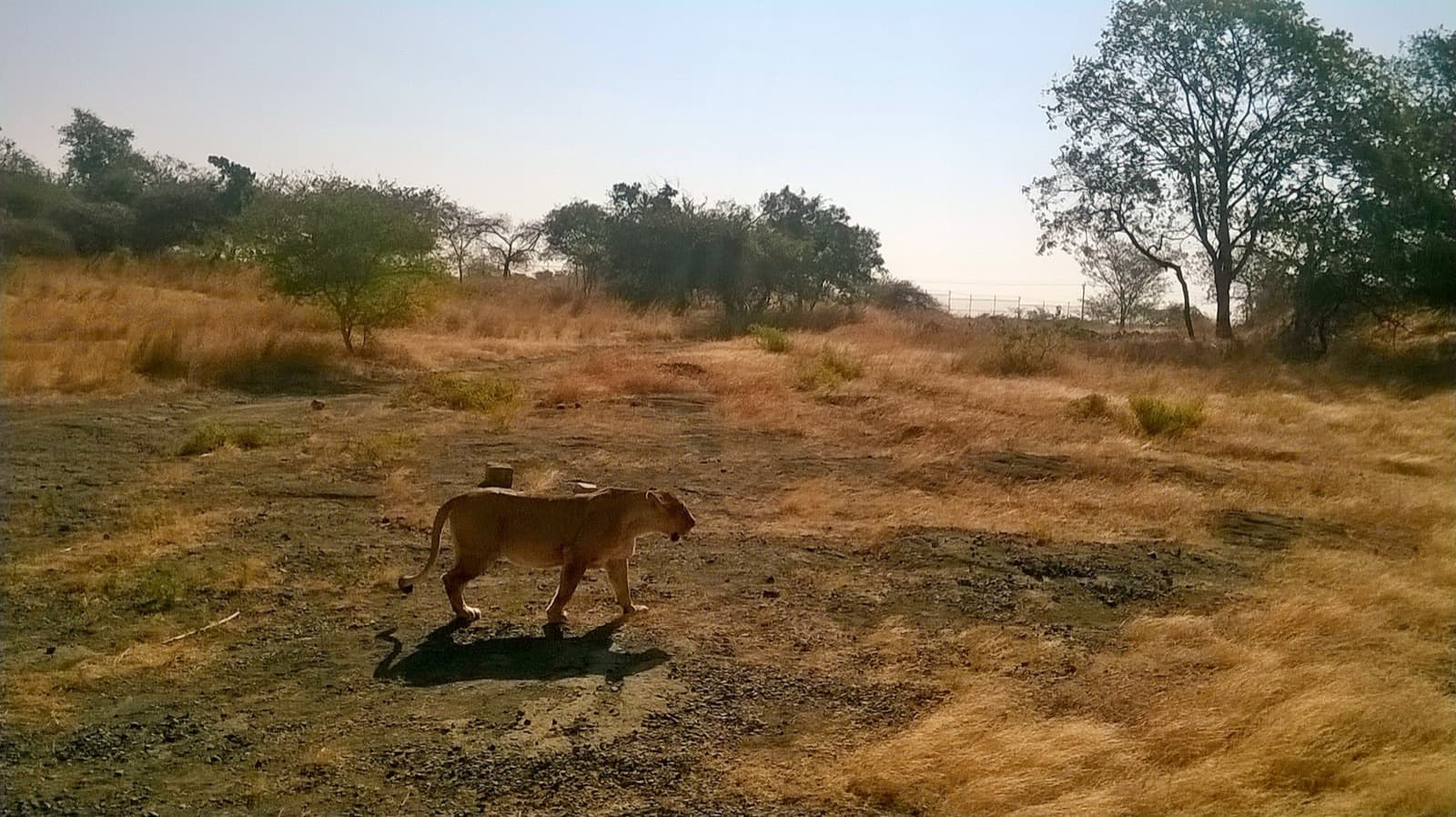 Ambardi Safari Park — The closest Asiatic lion safari to Dhari — a fenced Gir zone on the Shetrunji.
