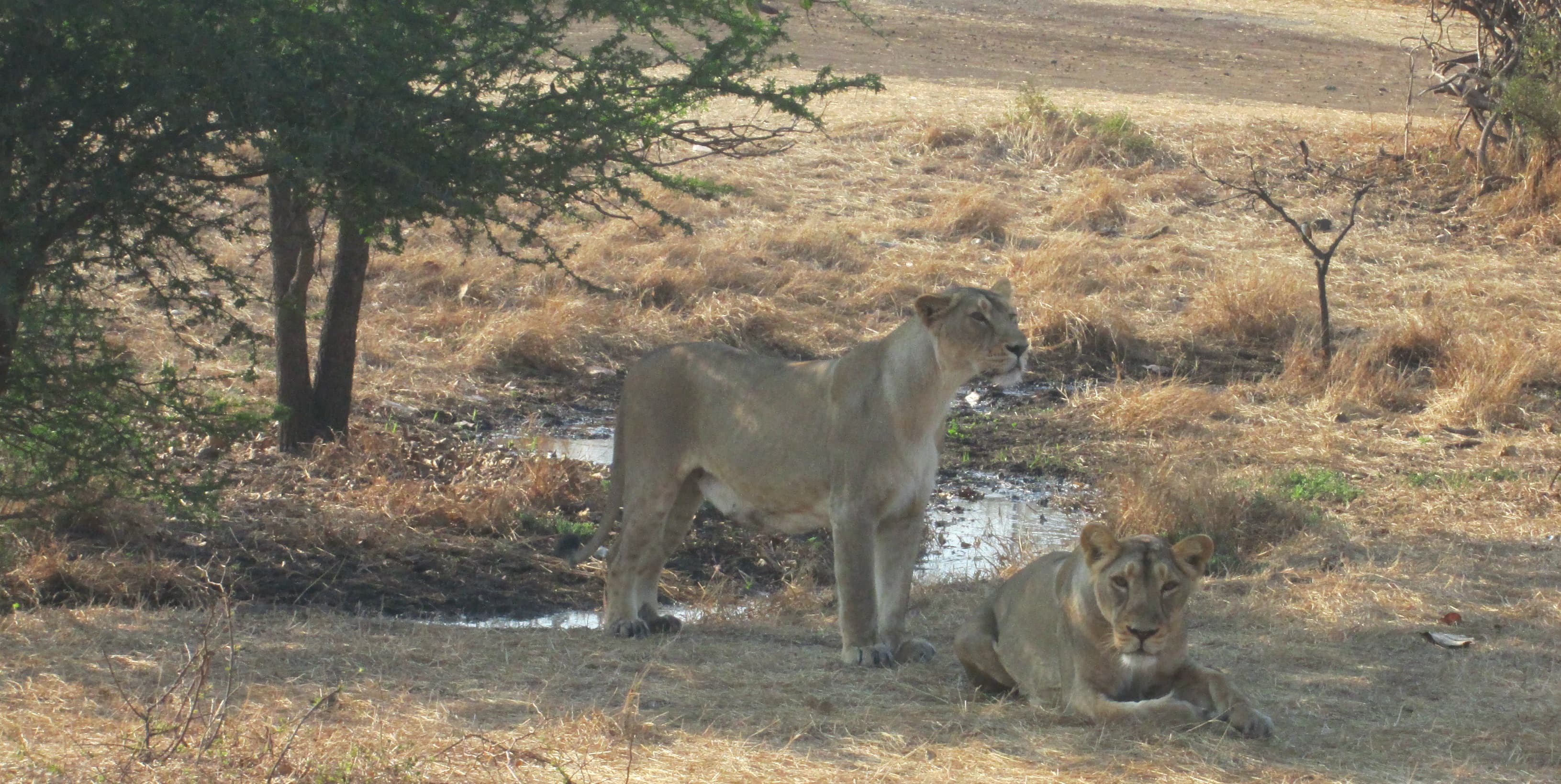 Devaliya Safari Park — A fenced Gir safari with near-certain Asiatic lion sightings.