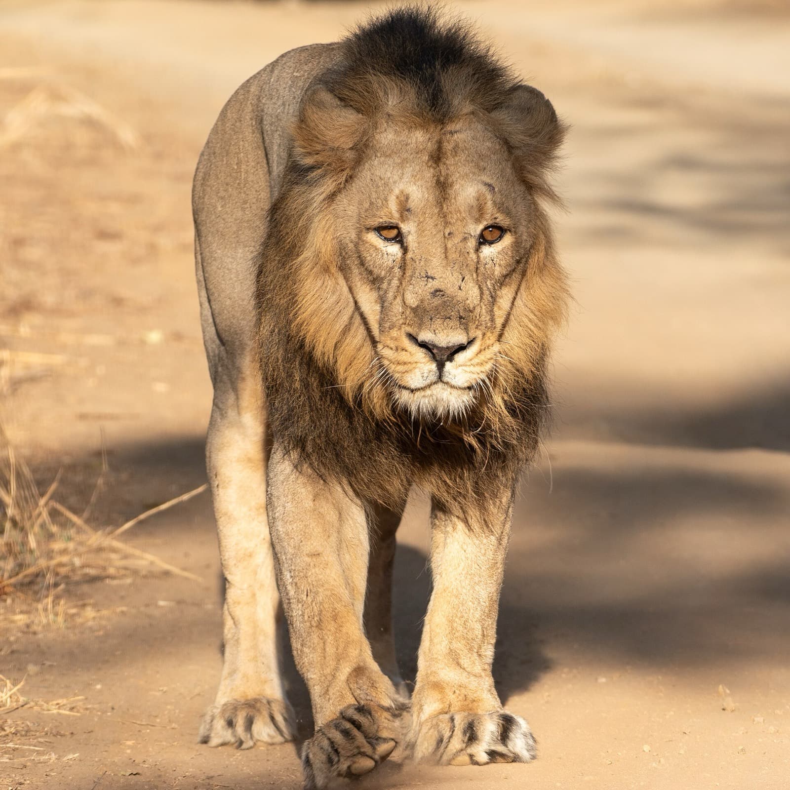 Sasan Gir — The last home of the wild Asiatic lion.