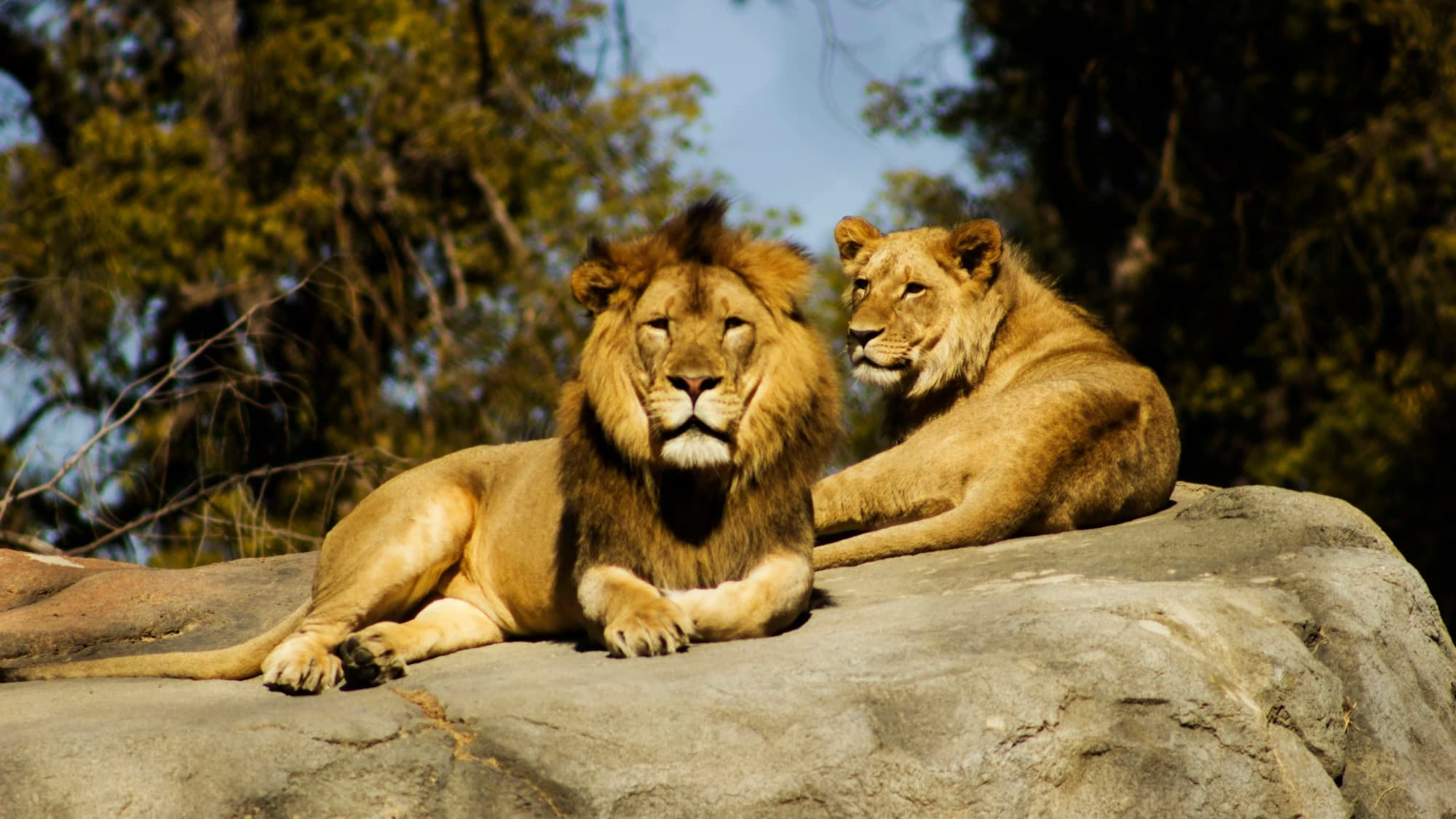 Majestic Asiatic lions of the Gir forest — the pride of Saurashtra